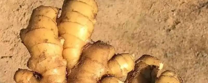 野生黄姜长什么样（野生黄姜长什么样图片）