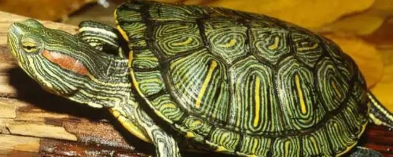 乌龟属于什么科 甲鱼和乌龟属于什么科
