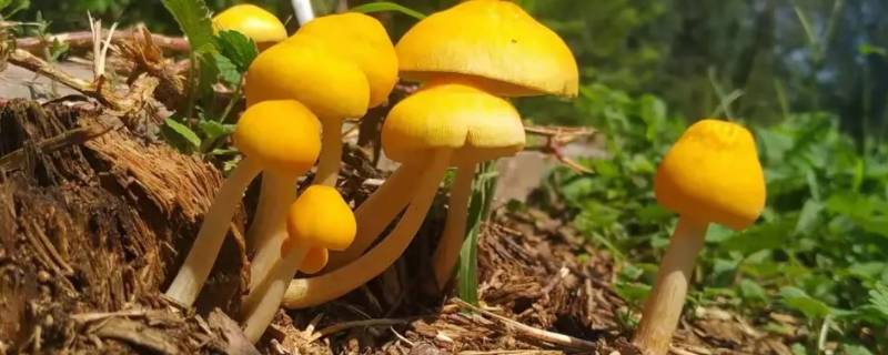 蘑菇种类 蘑菇种类 可食用