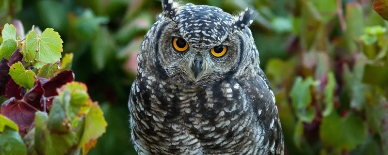 猫头鹰为什么会吐毛球（猫头鹰死的时候吐出毛球）