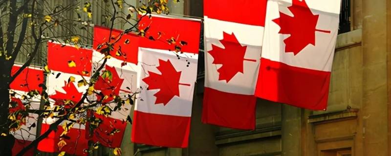 国旗上有树叶的是什么国家 带树叶的国旗是哪个国家的国旗