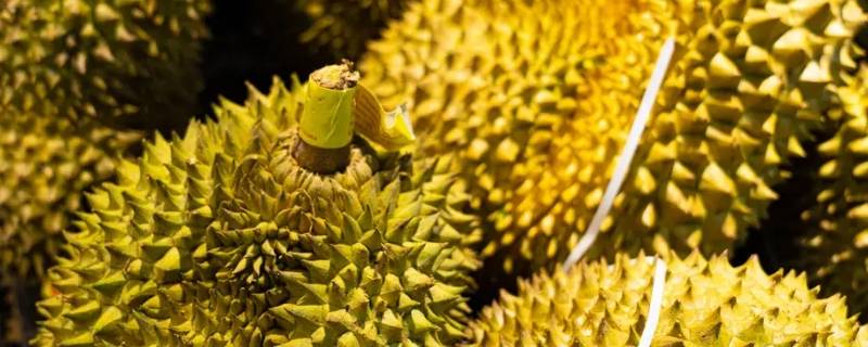 榴莲的原产地在哪（榴莲的原产地在哪里）