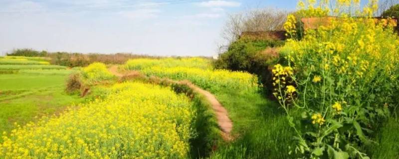 春的习俗（元宵节的习俗）