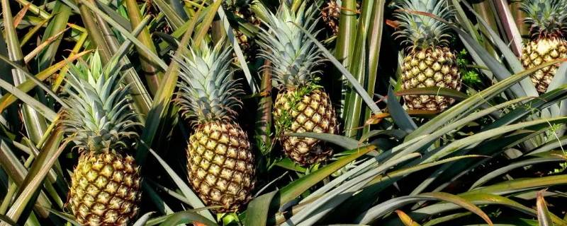 用普通刀怎么削菠萝（用普通刀怎么削菠萝上面的眼）