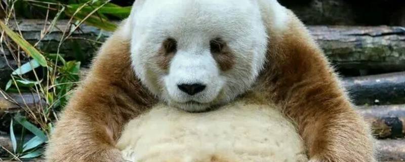 所有大熊猫的毛色都是黑白相间的吗 所有大熊猫的毛色都是黑白相间的吗为什么