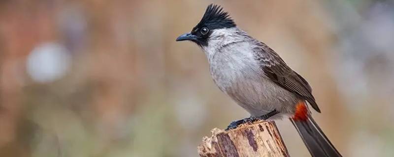 白喉红臀鹎是国家保护动物吗 黑喉红尾鸲是保护动物吗