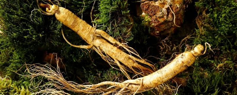 人参的年头如何鉴定 人参怎么分辨年头