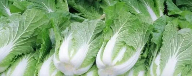 六种寓意好的蔬菜 有什么吉祥寓意的蔬菜