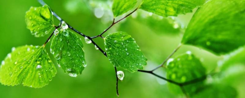 绿色的象征意义和内涵（绿色的含义和象征性）