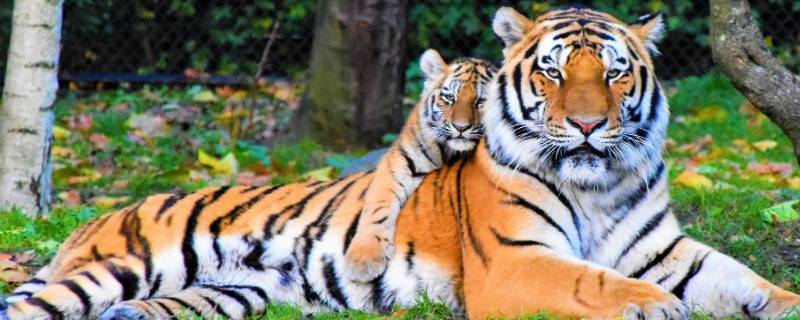 关于老虎的小知识 关于老虎的有趣的知识