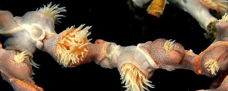 什么动物没有心脏（什么动物没有心脏也能活）