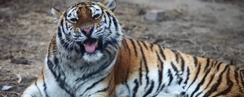 兽类包括哪些动物 兽类包括哪些动物熊猫
