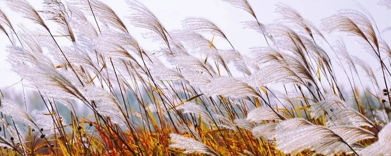 芦花棉袄为什么不保暖（芦花做棉袄暖和吗）