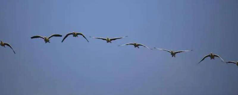 大雁南飞的寓意（大雁南飞象征着什么）