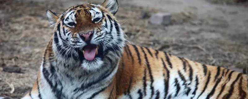 虎的住处叫什么名称 虎的住处是什么