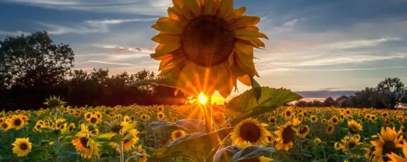 向日葵的外形和特点描写 向日葵的外形和特点描写简单