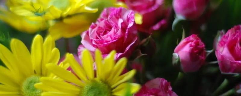 菊花配玫瑰有什么寓意（菊花配玫瑰花属于什么性质）