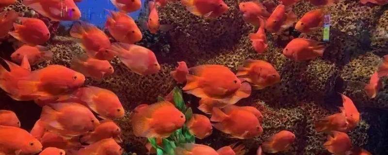 海洋中的小动物有哪些特点 海洋中的小动物有哪些特点二年级