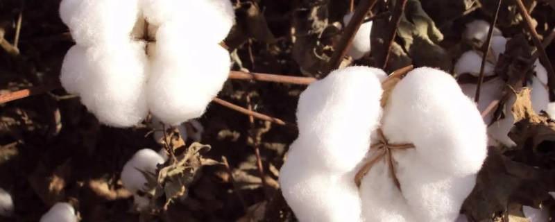 为什么棉花保暖柳絮不保暖 为啥棉花保暖