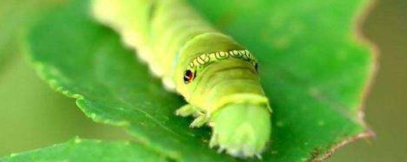 能虫是什么 能虫是什么虫子