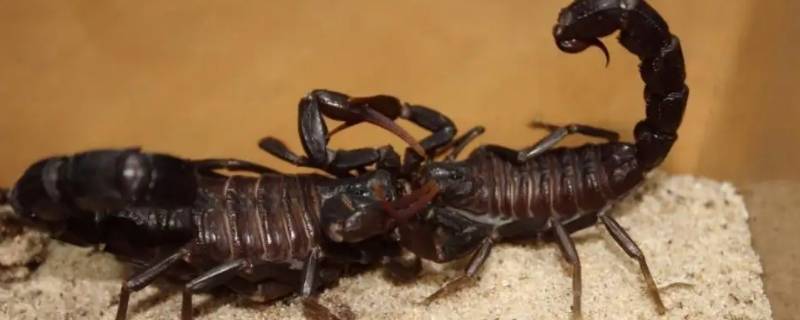 蝎子属于什么类动物（蝎子是什么动物门的动物）