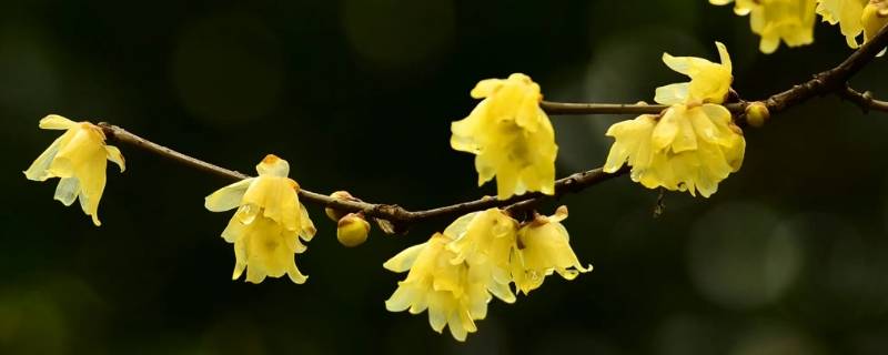 腊梅还是蜡梅 腊梅还是蜡梅区别