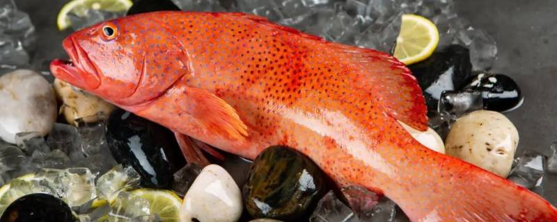 东星斑是淡水还是海鱼（东星斑是淡水还是海水）