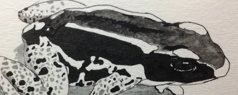 箭毒蛙是软体动物吗（箭毒蛙是软体类动物吗）