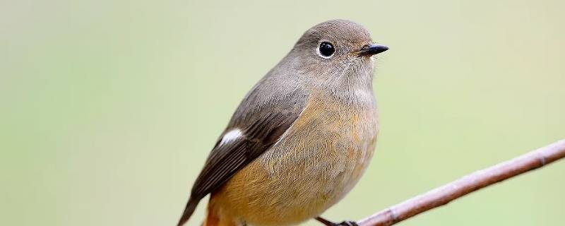 北红尾鸲是保护动物吗 红尾鵟是保护动物吗