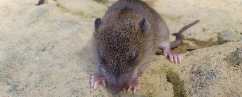 老鼠吃鸡吗 吃鸡的老鼠
