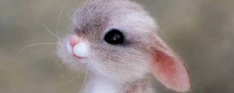 生活中我们该如何爱护小动物 生活中我们应该如何爱护小动物