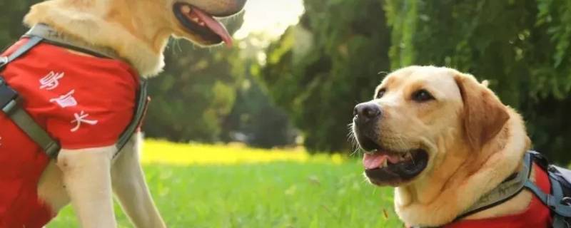 导盲犬可以坐公交车吗 正常人可以带导盲犬上公交车吗