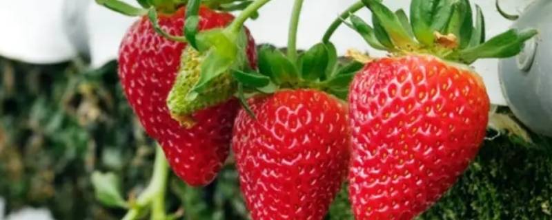 草莓几倍体（草莓几倍体是什么意思）