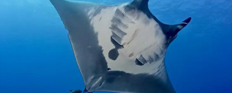 海里扁扁的是什么鱼（海里的扁扁的鱼）