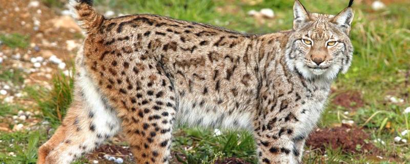 欧洲有什么动物（欧洲有什么动物?）