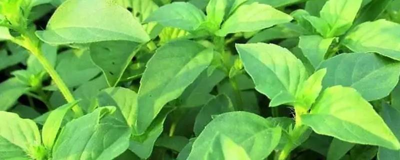 荆芥是什么菜（荆芥是什么菜啊）