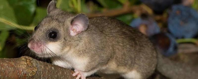 睡鼠可以放口袋带出门吗 睡鼠能带出去玩吗