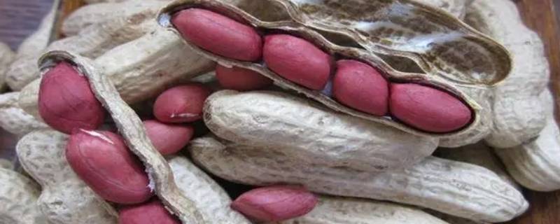 花生种子结构（观察花生种子结构）