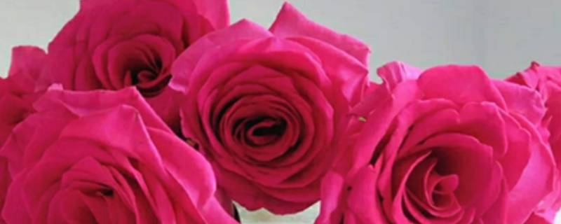 弗洛伊德玫瑰花语是什么（弗洛伊德玫瑰花语是什么意思）