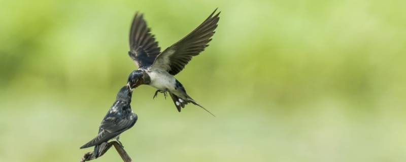 燕子的生活习性（燕子的特点和生活特征）