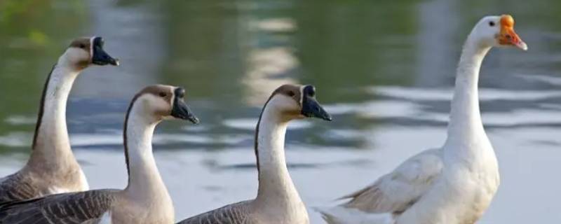 鹅喜欢吃什么 鹅喜欢吃什么草