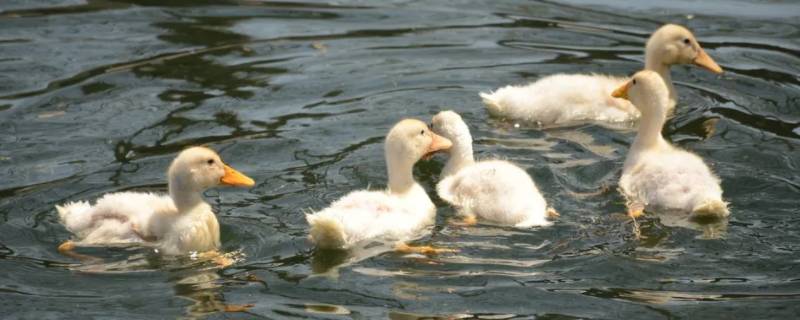 菜鸭和番鸭的区别 菜鸭和番鸭的区别图片