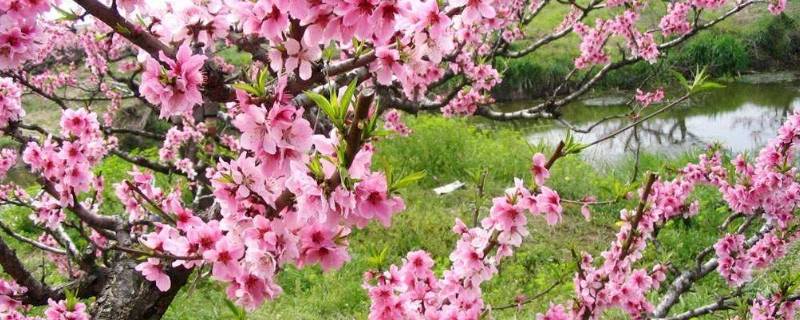 桃花是什么季节开放（桃花是什么季节开放的花）