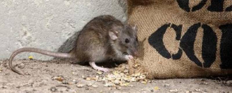 鼠窝还是鼠洞 老鼠住在鼠窝还是鼠洞