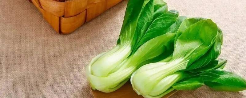 七宝菜是什么青菜（七七菜是什么）