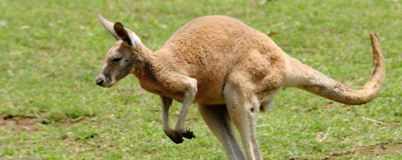 袋鼠的种类有多少种 袋鼠的种类一共有多少种