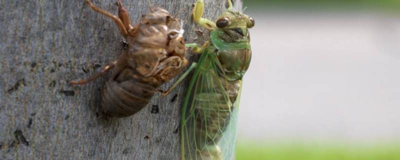 蝉的生活特点 蝉特点和生活特征