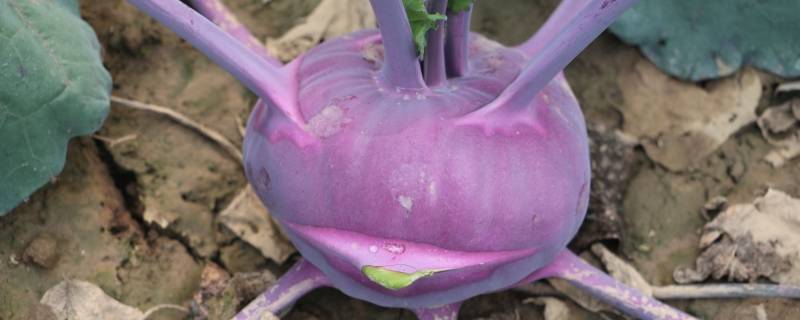 拉菜是啥菜 拉拉菜是什么菜