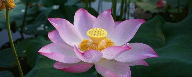 荷花开在什么季节（荷花开在什么季节哪个季节）