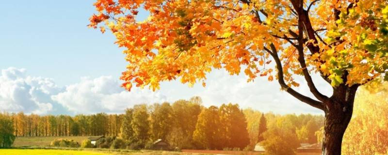 秋天的来历 秋天的来历50字左右